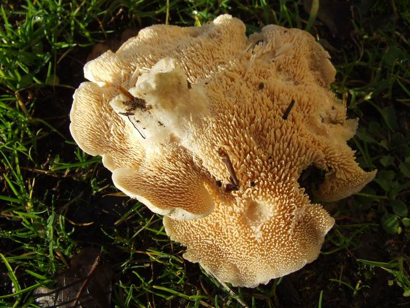 Champignon Qui Ressemble Au Pied De Mouton